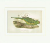 Tasmanian Ground Parrot – Greene – 1884