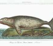 Spotted Seal (Phoque de Choris) – Lesson – Paris 1838