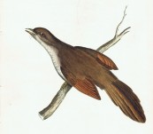 Australian Bristlebird  (Dasyornis Australis) [Endangered] – Sir William Jardine – 1826