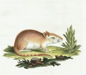 Tamarisk Gerbil – Original Hand Coloured Copper Engraving – Schreber 1775