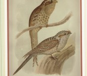 Australian Frogmouths  – Broinowski – 1890