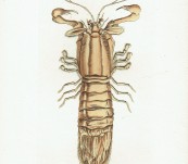 Slipper Lobster [Scyllarus Arctus] Ovel Tailed Lobster – 1802 – by Shaw & Nodder