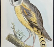 Waller’s Owl [Australian Eastern Grass owl] -Silvester Diggles – Brisbane – c1870
