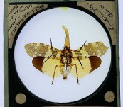 Rare Large Sized Microscope Size – Lantern Fly – China