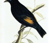 Rare Image of Australia’s Rarest Bird – Rawnsley’s Satin Bower Bird [Ptilonorhynchus Rawnsleyi] – Silvester Diggles – c1870