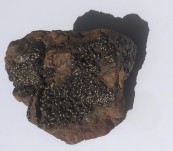 Botryoidal Goethite – Yaraka Queensland